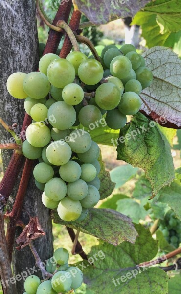 Autumn Grapes Bunch Of Grapes Harvesting Harvest