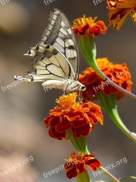 Butterfly Papilio Machaon Carnation Moro Libar Machaon