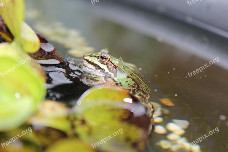 Frog Pond Frog Water Frog Amphibian Animal