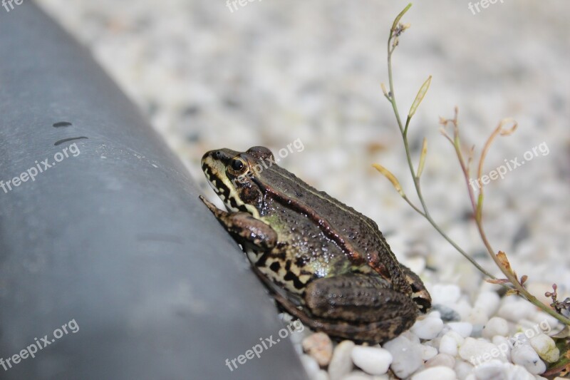 Frog Pond Frog Water Frog Amphibian Animal