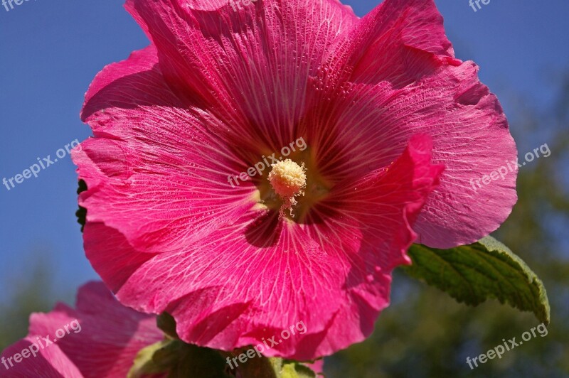 Stock Rose Cottage Garden Garden Blossom Bloom