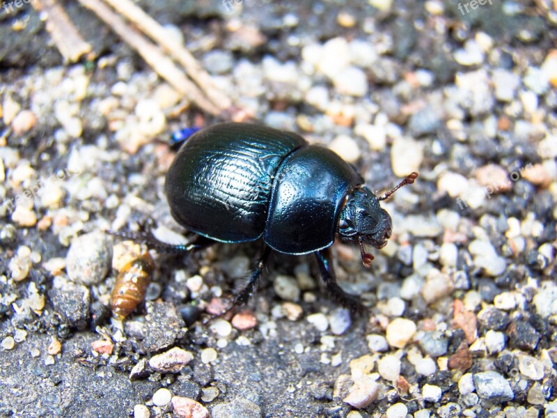 Beetle Insect Nature Forest Closeup