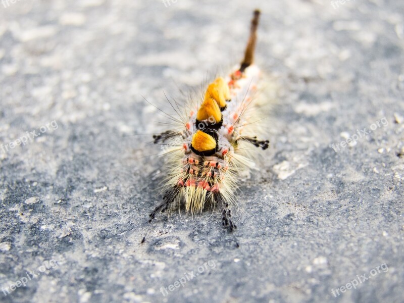 Caterpillar Liszka Insect Larva Color