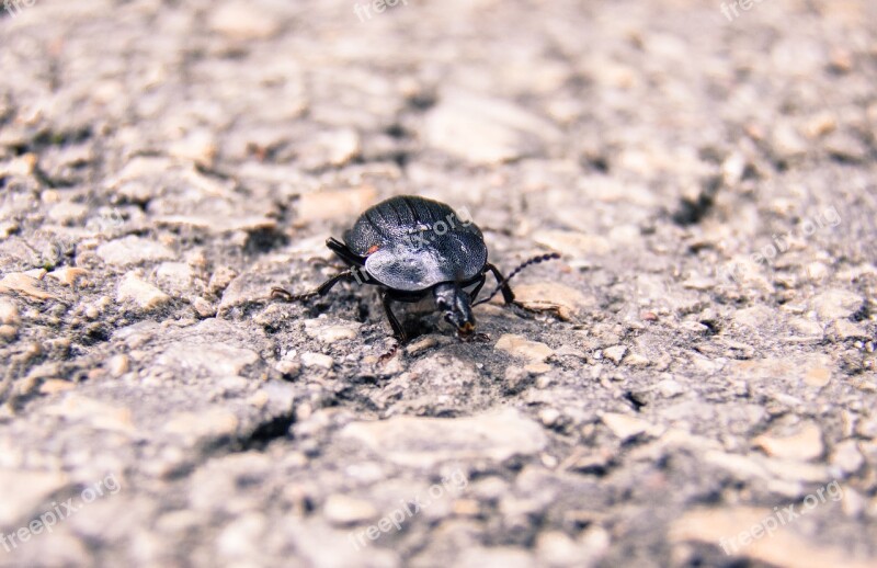 Insect Closeup Beetle Asphalt Nature