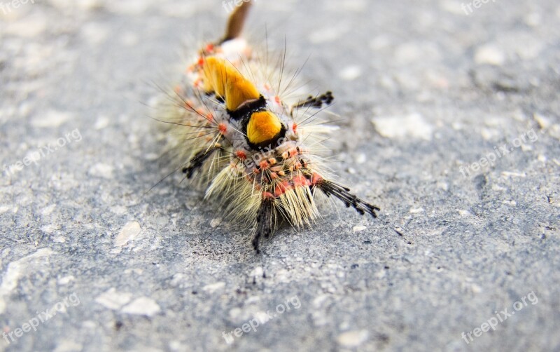 Caterpillar Liszka Insect Larva Color