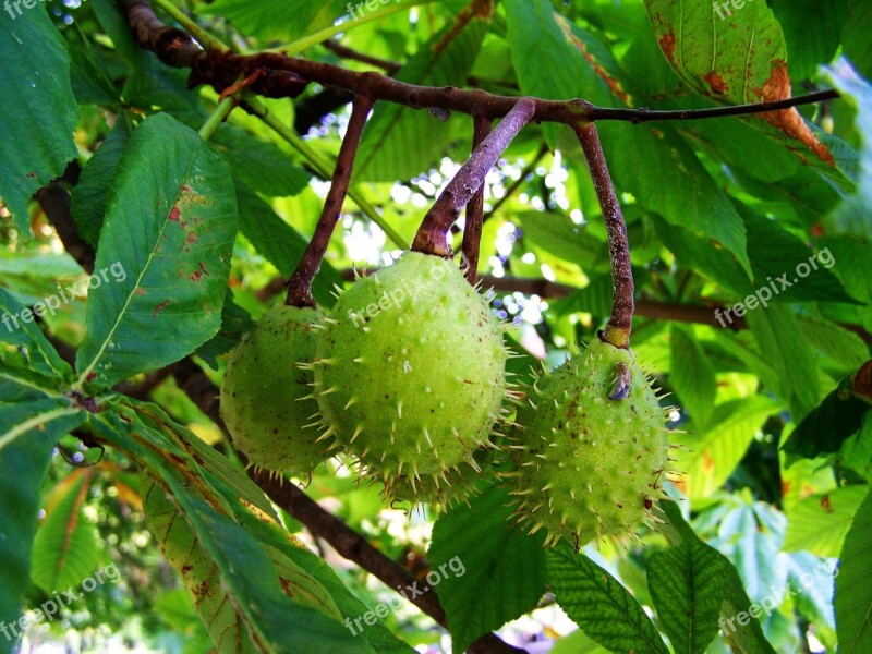 Horse Chestnut Crop Autumn Nature Free Photos