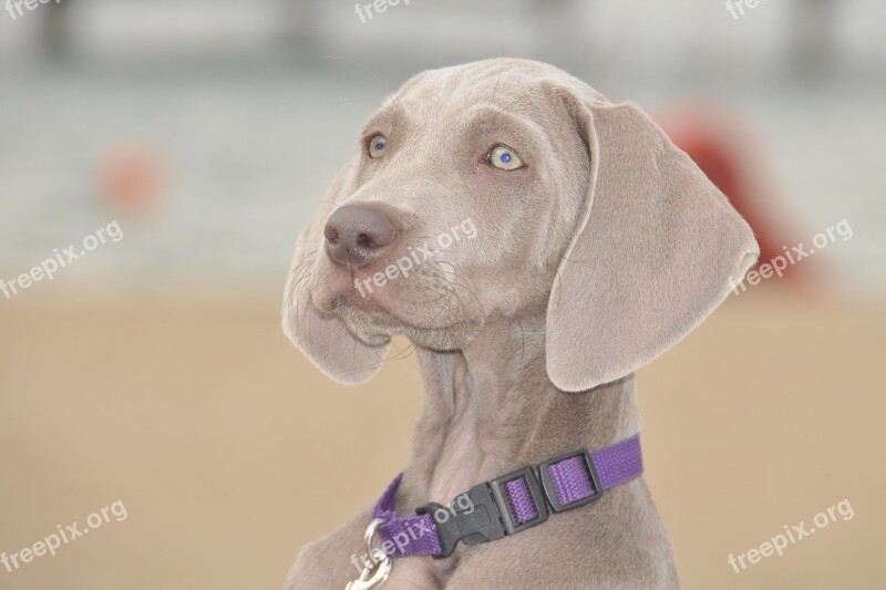 Dog Puppy Friend Pointer Doggy