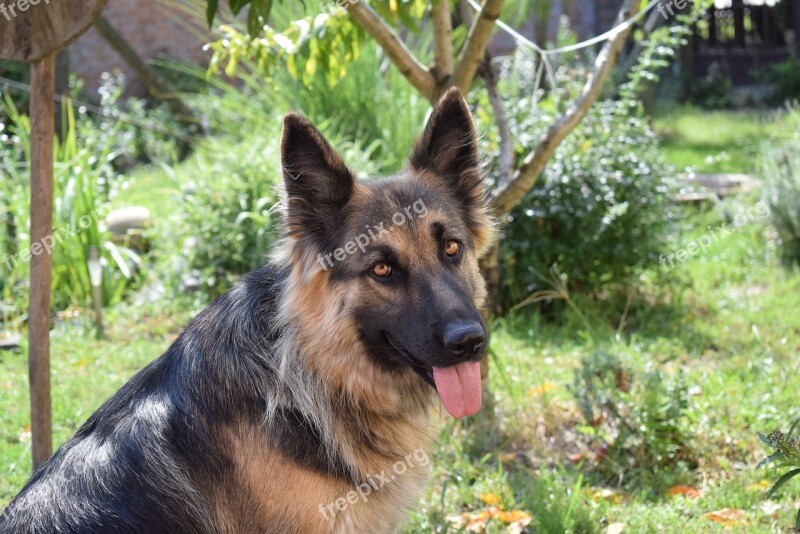 Dog Green Beauty German Shepherd Naturally