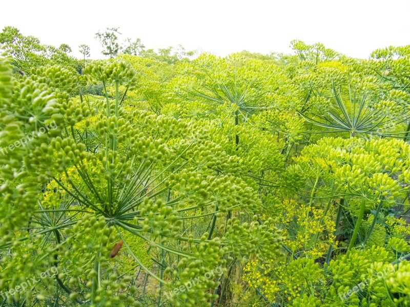 Koper Green Plants Field Agriculture