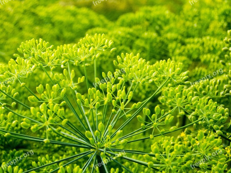 Koper Green Plants Field Agriculture