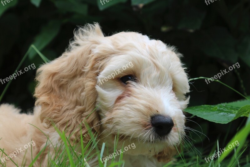 Cockapoo Puppy Dog Coker Spaniel Poodle