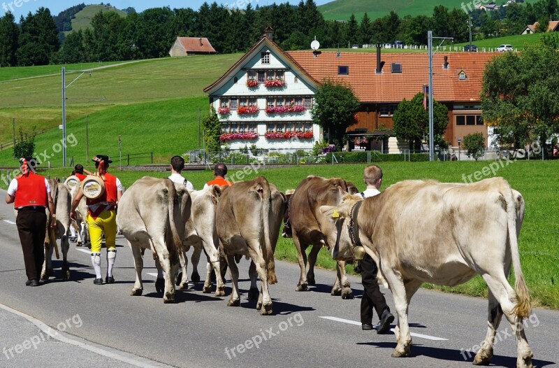 Almabtrieb Désalpe Alp Output Appenzell Customs