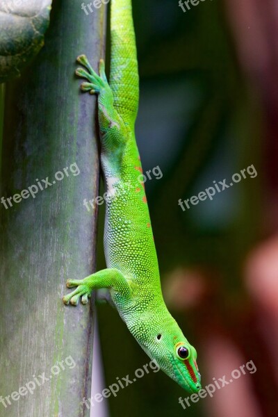 Animal Lizard Gecko Free Photos