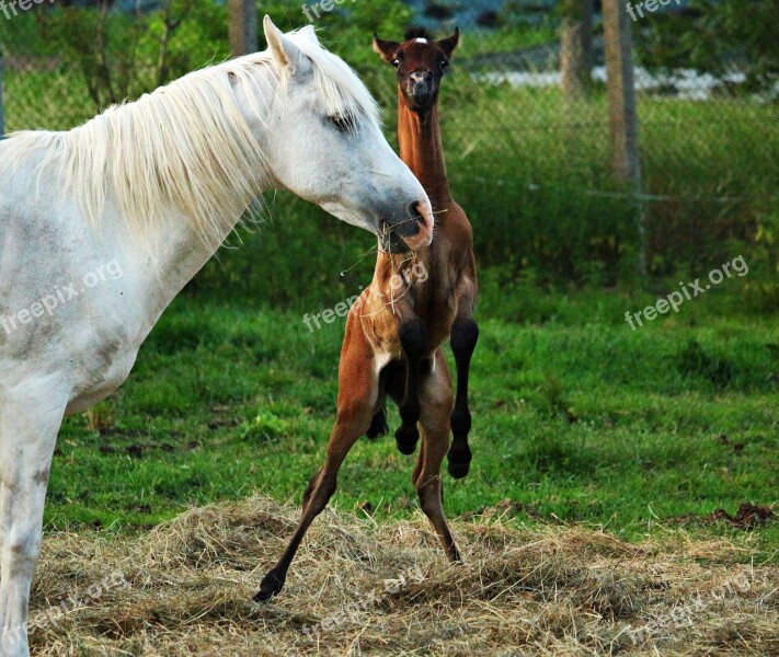 Horse Foal Thoroughbred Arabian Mold Brown Mold