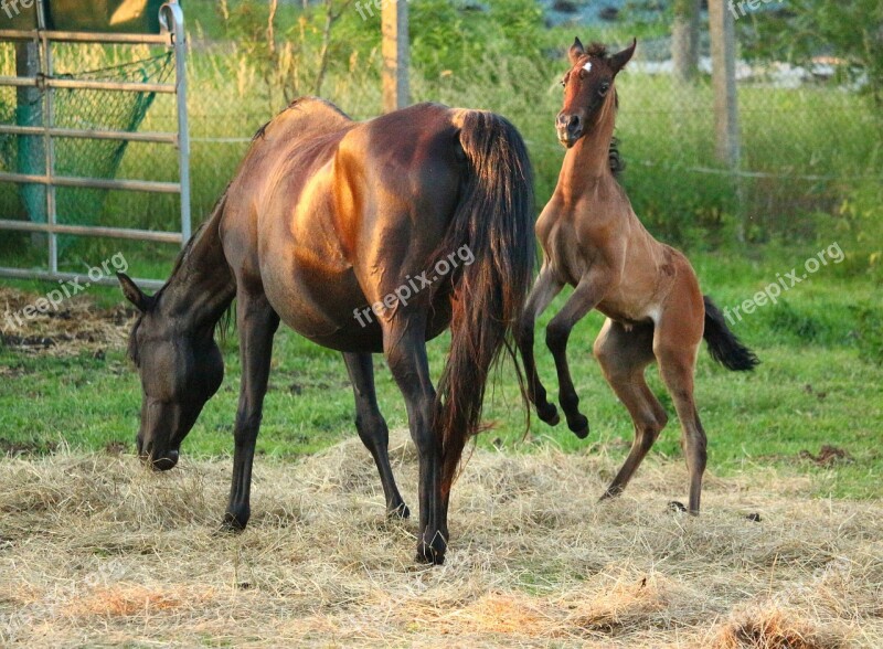 Horse Foal Thoroughbred Arabian Mold Brown Mold