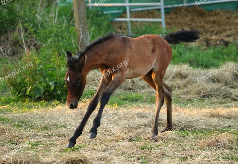 Horse Foal Thoroughbred Arabian Mold Brown Mold