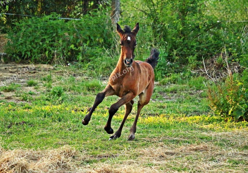 Horse Foal Thoroughbred Arabian Mold Brown Mold