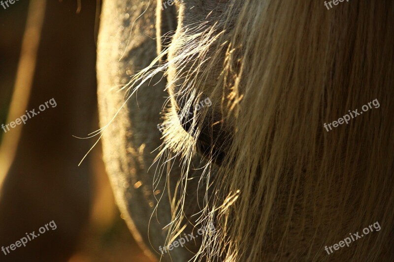 Horse Mane Eye Horse Head Thoroughbred Arabian