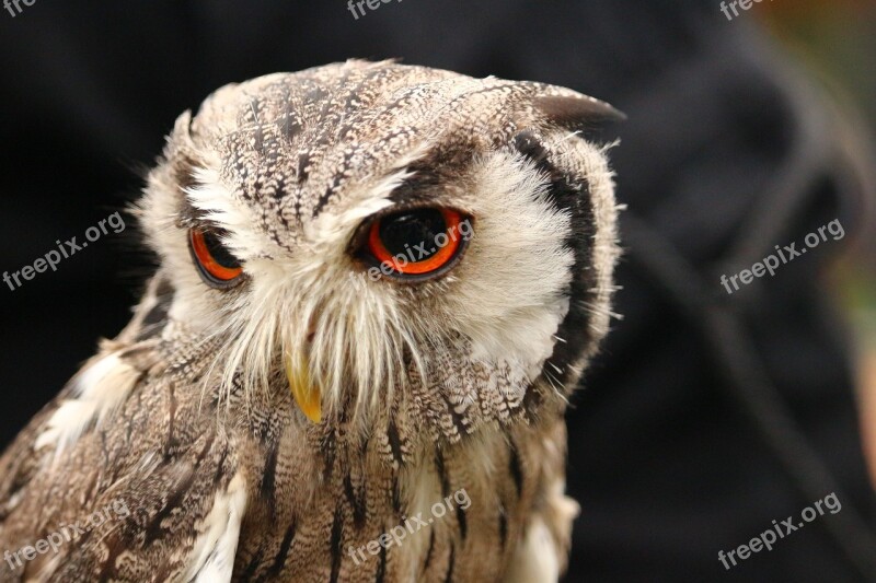 Bird Owl Screech Owl Raptor Bird Of Prey