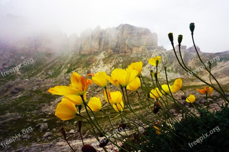 Poppy Flowers Mountain Alps Dolomites