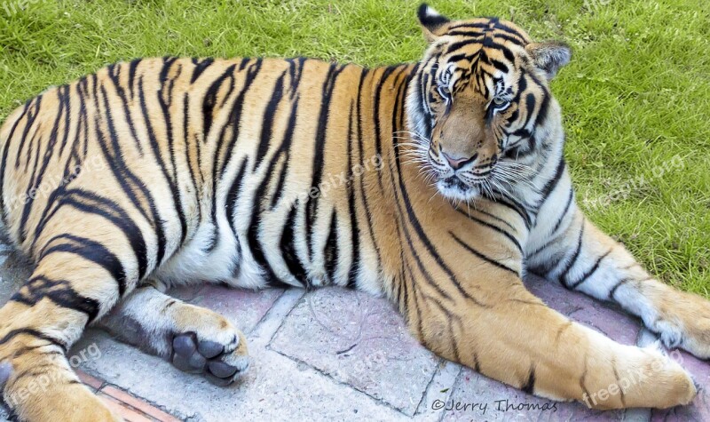 Tiger Thailand Bengal Cat Wild