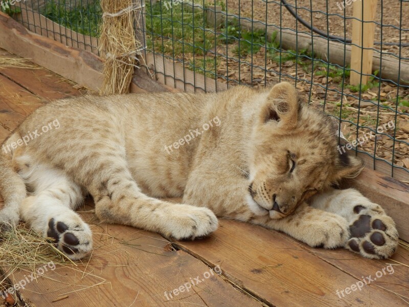 Animal The Lion Cub Zoo Lion Cub