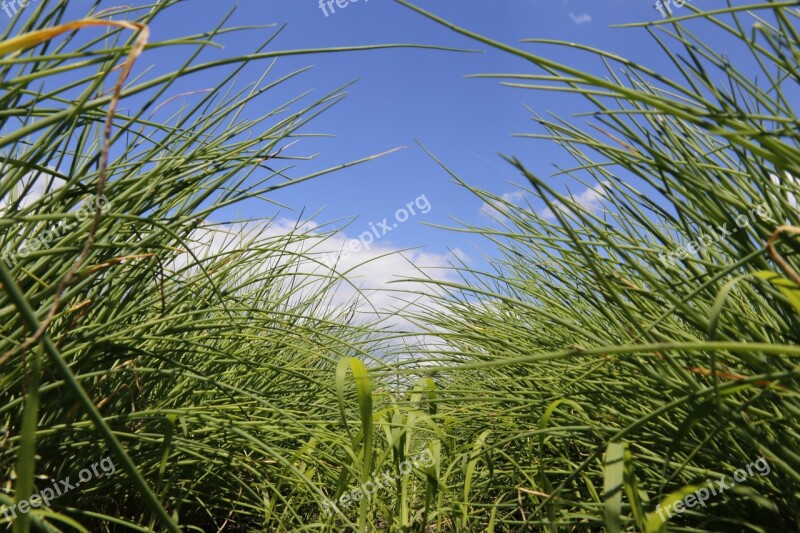 Chives Spice Vegetables Field Food