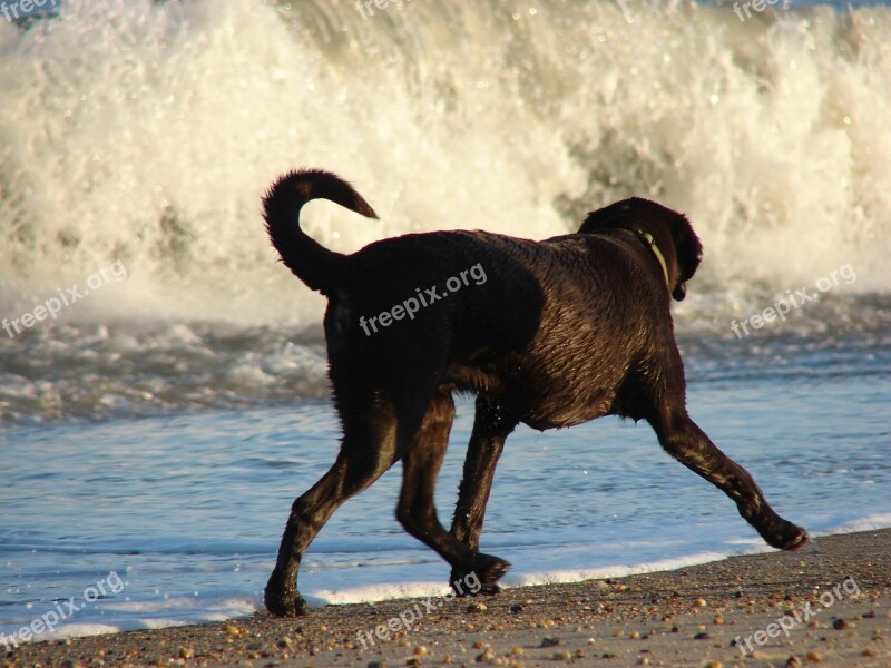 Labrador Retriever Beach Labrador Free Photos