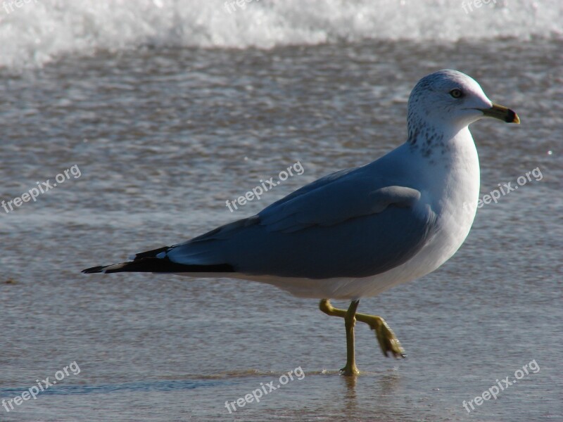 Gull Seagull Ocean Beach Free Photos