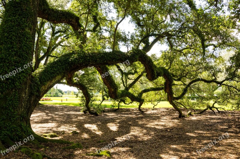 Oak Alley Plantation Usa America Plantation Tree