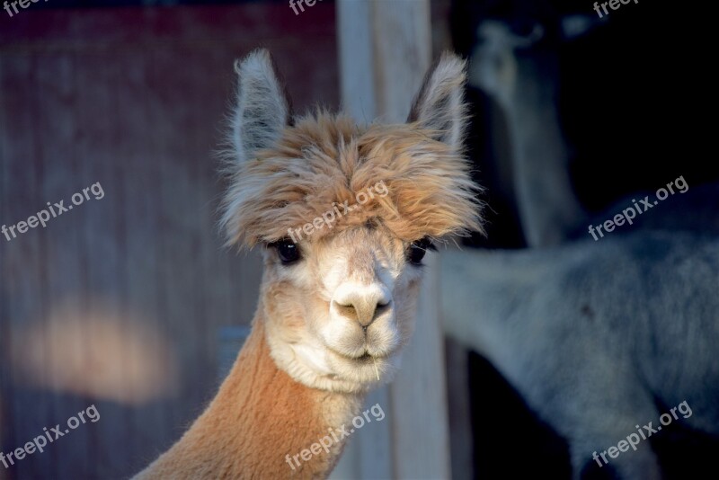 Alpaca Farm Cute Animal Mammal