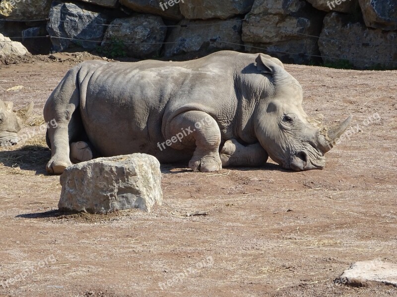 Rhino Zoo Africa Free Photos