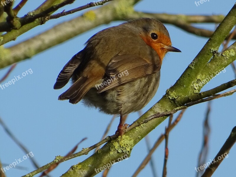 Bird Robin Spring Free Photos