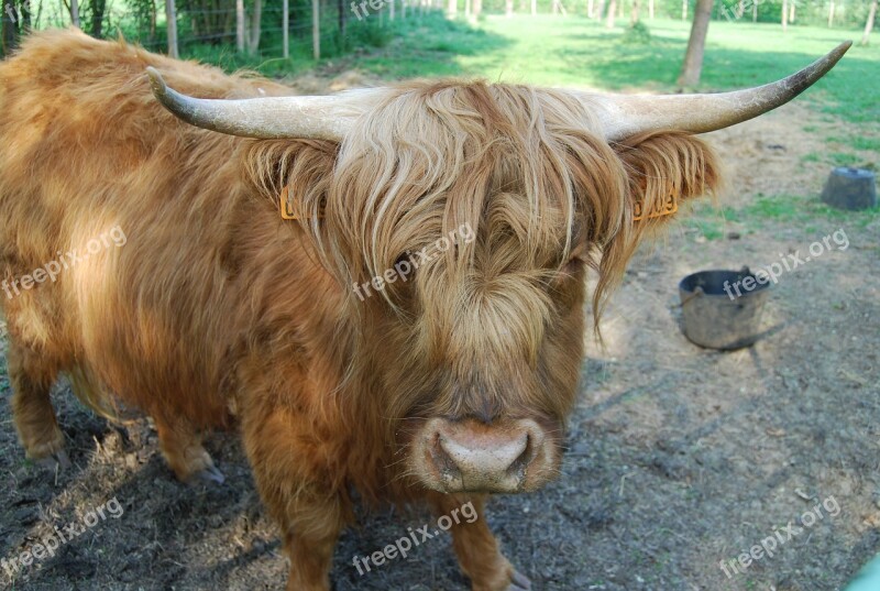 Cow Animal Ruminant Race Highland Cow