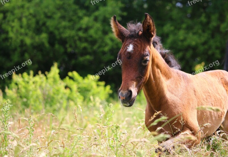 Horse Foal Thoroughbred Arabian Mold Brown Mold