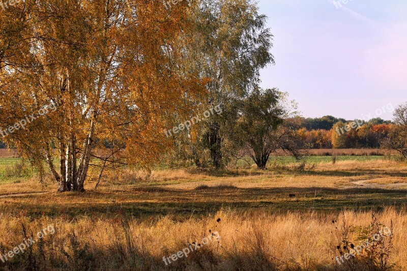 Autumn Autumn Forest Emerge Fall Foliage Fall Color