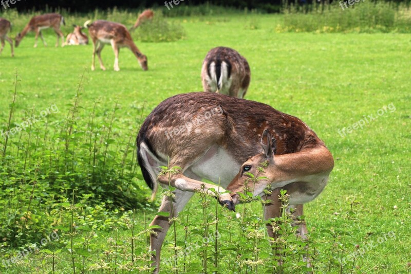 Forest Deer Fallow Deer Glade Ate