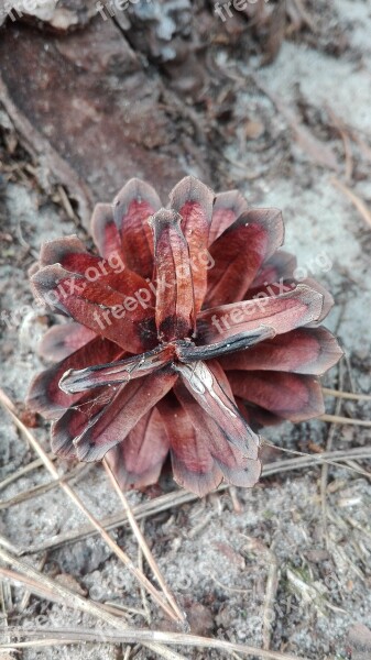 Pine Cone Forest Nature Free Photos