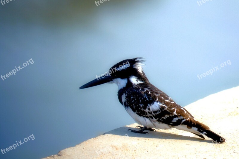 Long Beak King Fischer Black And White Feathered Free Photos