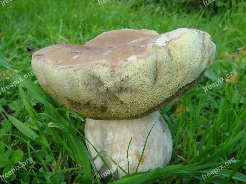 Mushrooms Autumn White Mushroom Nature Edible Mushrooms