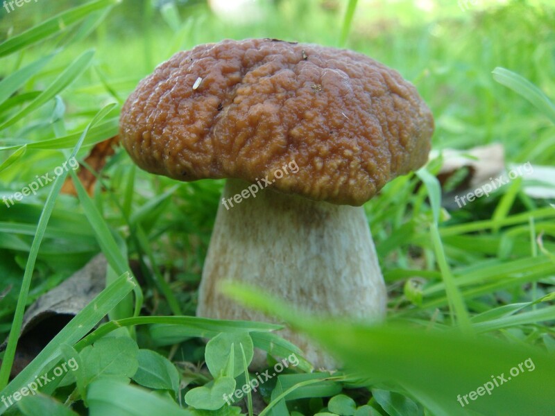 Mushrooms Autumn White Mushroom Nature Edible Mushrooms