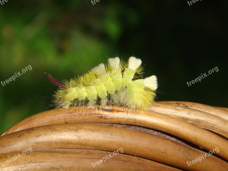 Caterpillar Nature Summer Creep Hairy Caterpillar