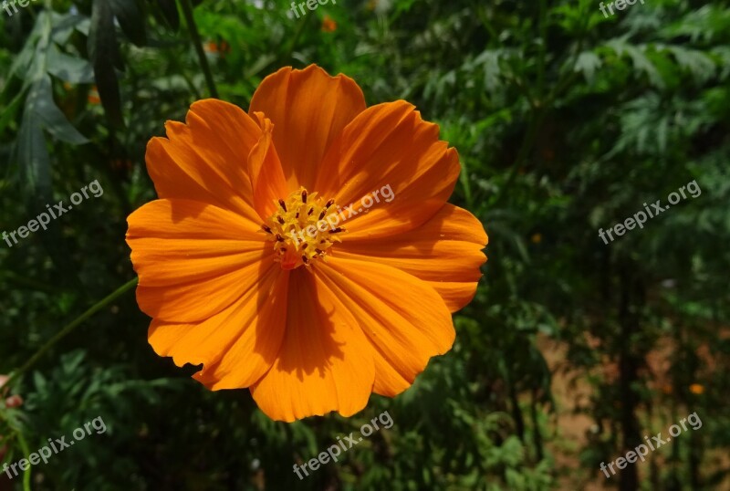 Cosmos Golden Flower Flora Garden