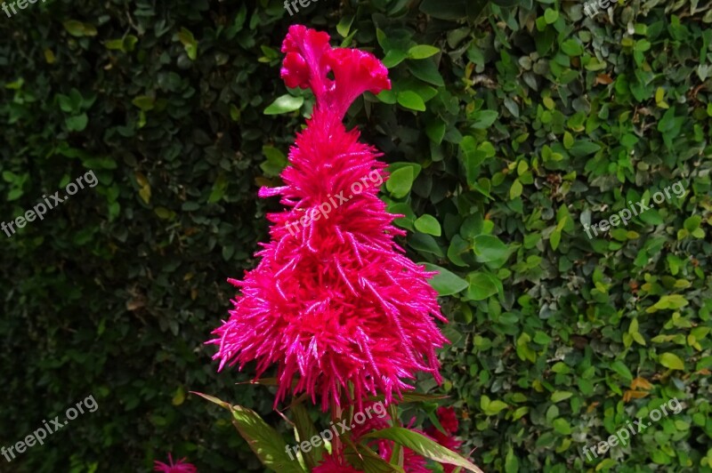 Cockscomb Flower Flora Lalmurga Haolei