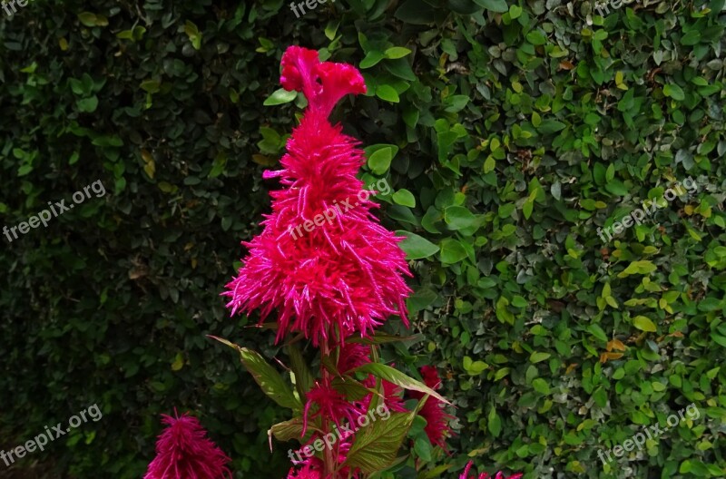 Cockscomb Flower Flora Lalmurga Haolei