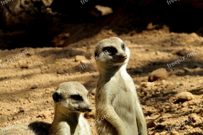 Suricate Cute Animal Zoo Fur