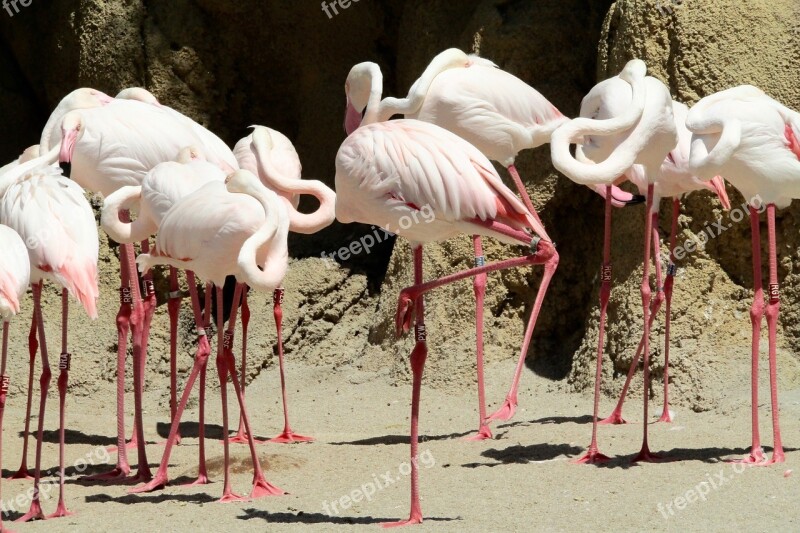 Pink Flamingo Bird Pink Zoo Birds Pink