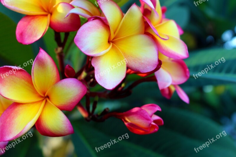 Plumeria Rubra Temple Plant Flowers Plumeria Blossom