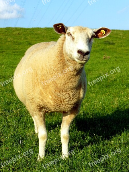 Sheep Livestock Animal White Sheep Dike