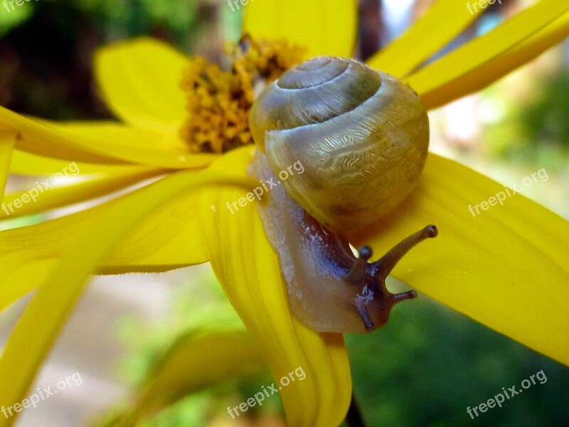 Snail Mollusk Shell Slowly Nature